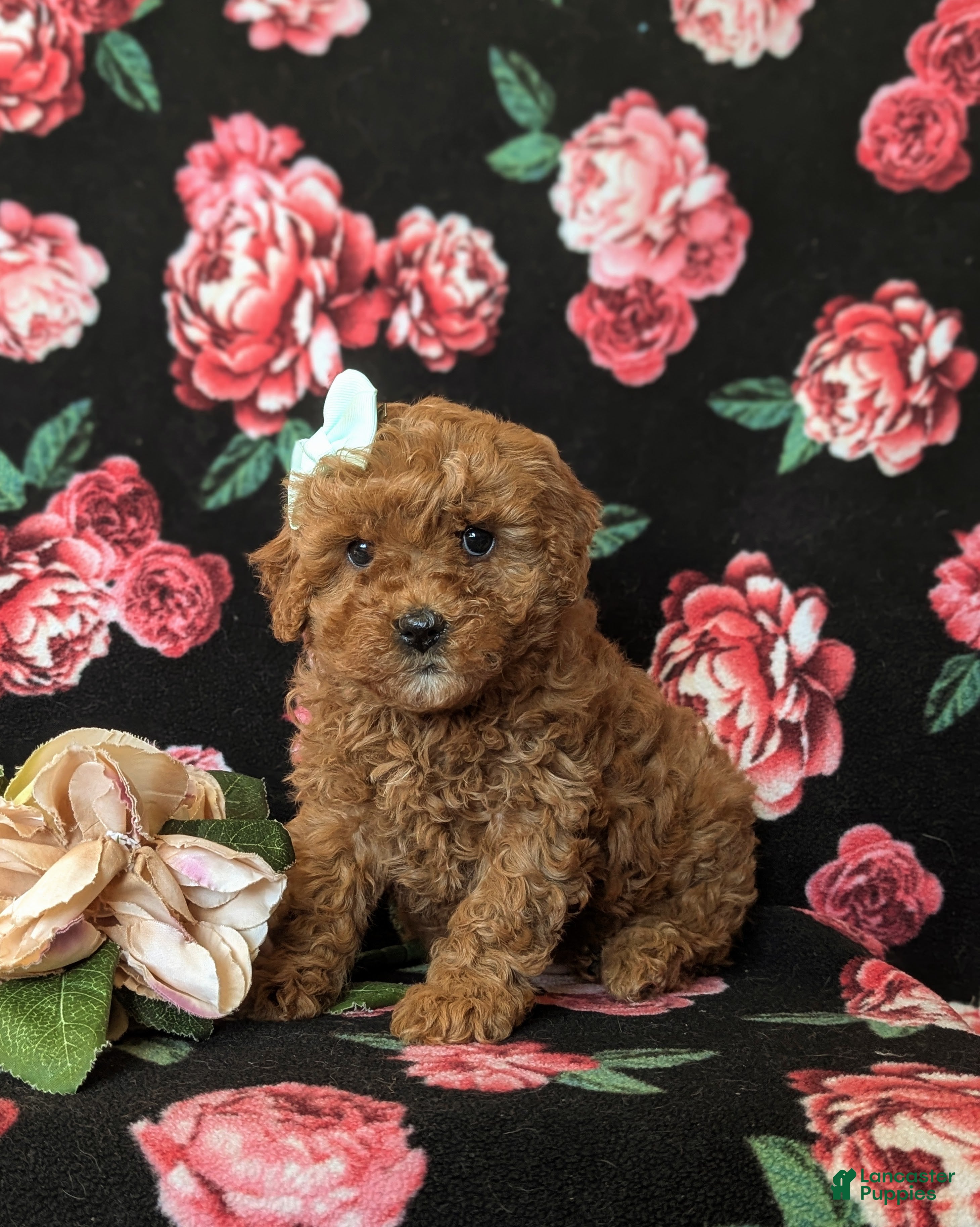 Cavapoo dogs Gretchen Hypoallergenic - Ad 2