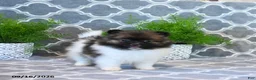 Pomeranian dogs for sale: Rita - Ad 5