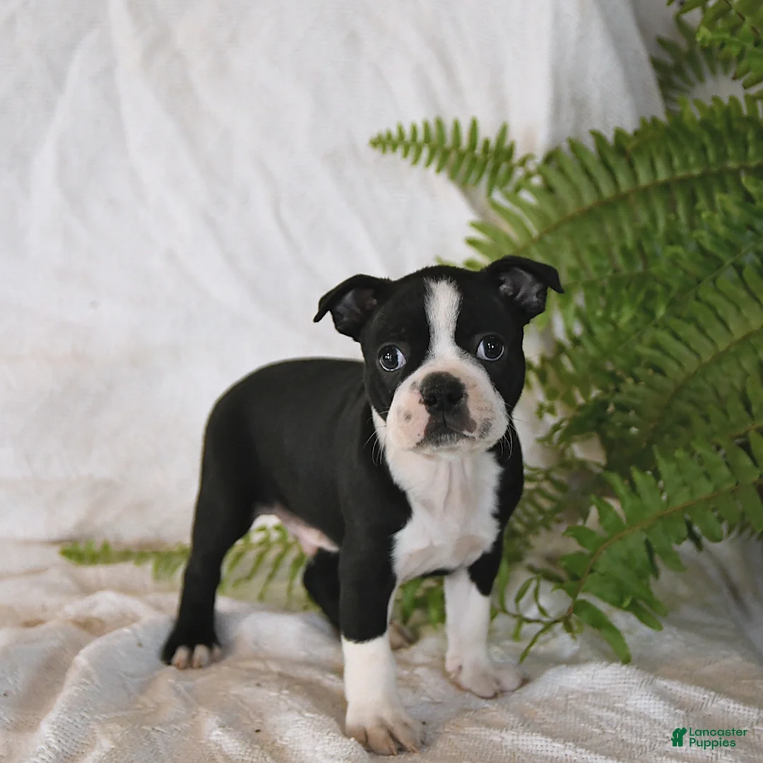 Gallery Image {{count}}