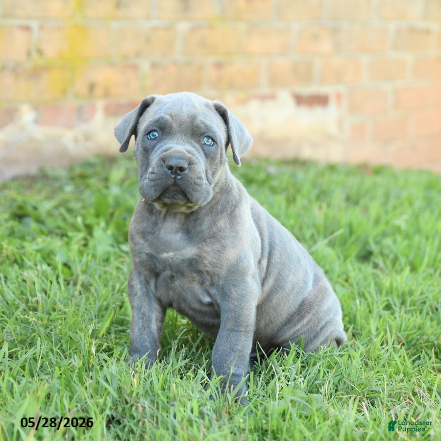 Cane Corso dogs Drake - Ad 1