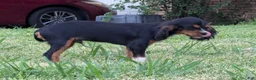 Cavalier King Charles Spaniel dogs for sale: Sock - Ad 3