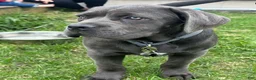 Cane Corso dogs for sale: Starr the female - Ad 1