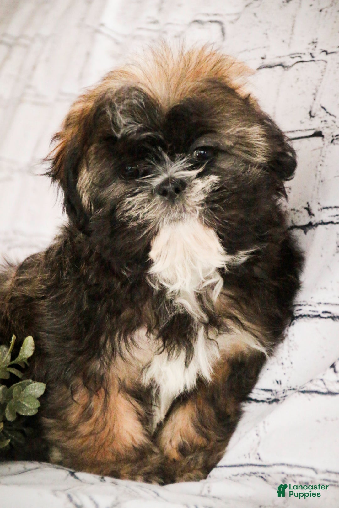 Shih Tzu dogs for sale: Shep - Ad 3