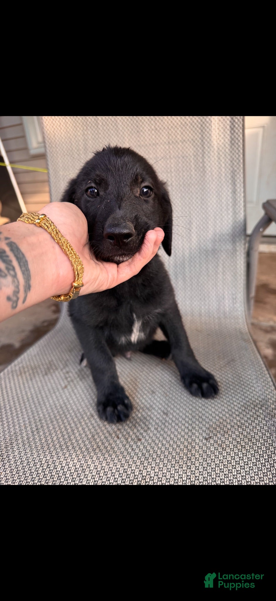 Mixed Breed dogs Mixed Breed 3 - Ad 23