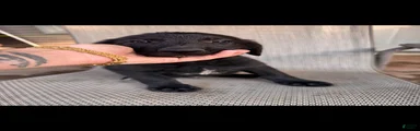Mixed Breed 3