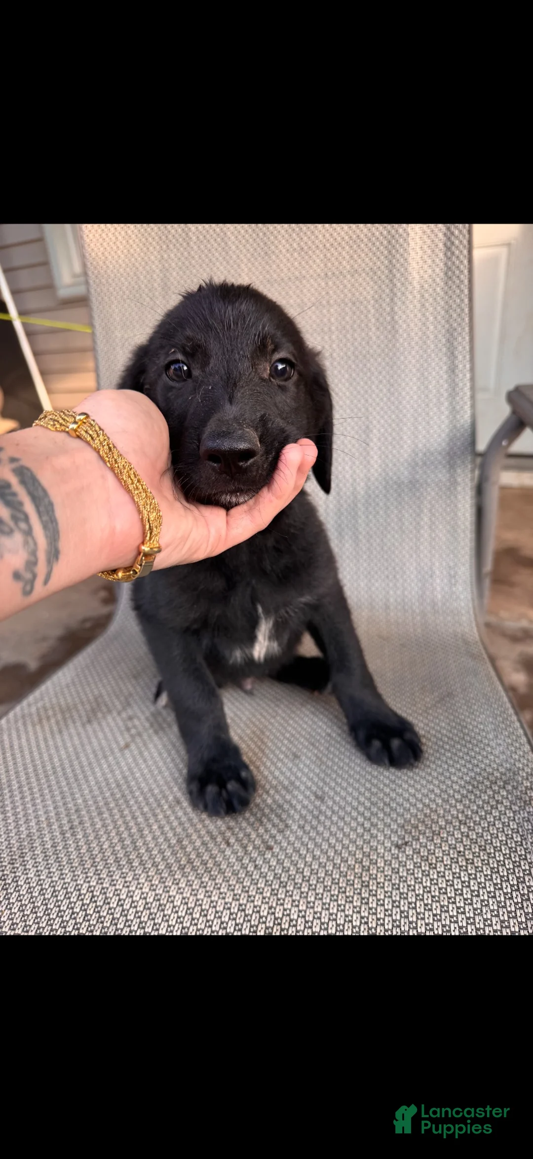 Mixed Breed dogs for sale: Mixed Breed 3 - Ad 1