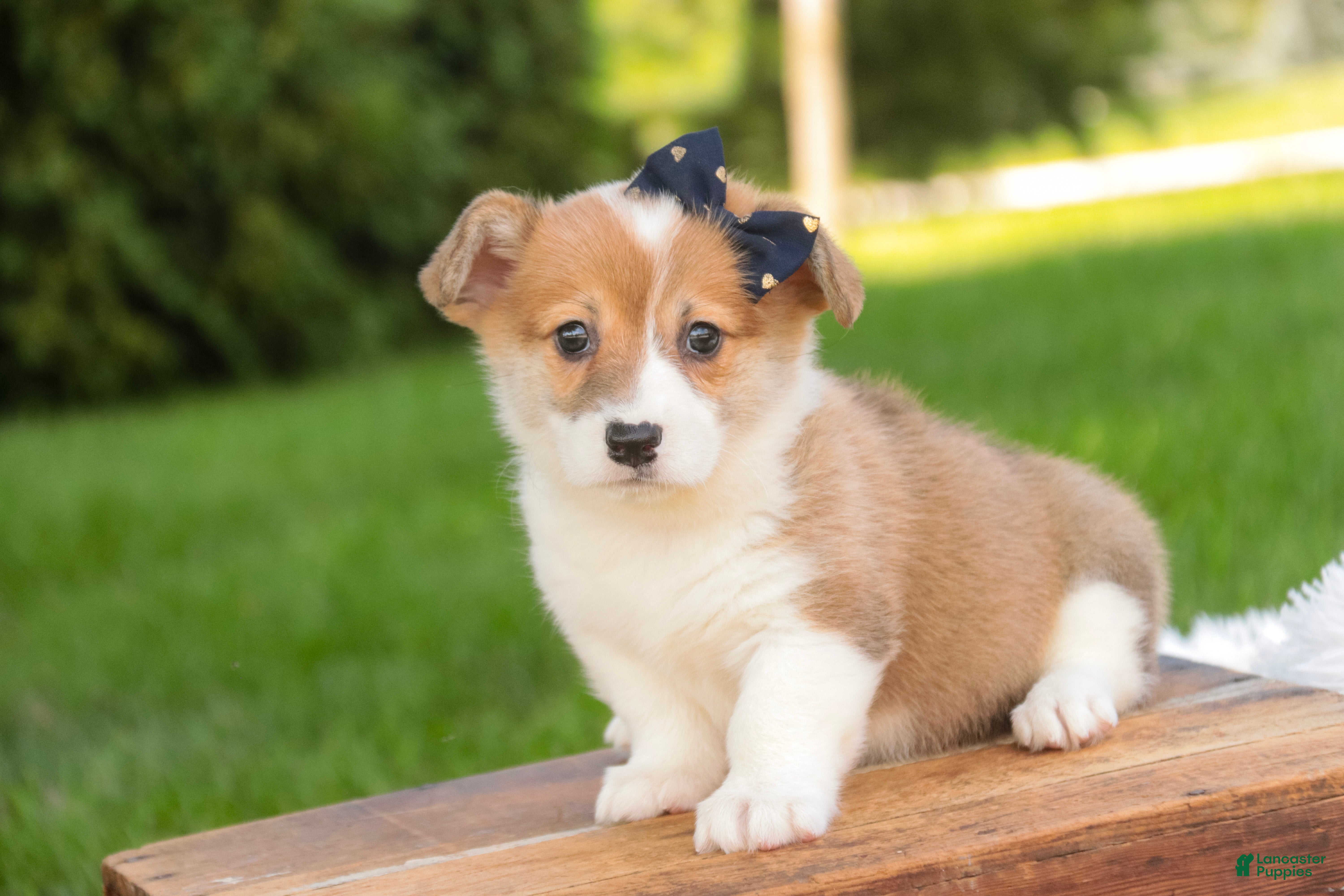 Welsh Corgi Pembroke dogs Mila Welsh Corgi Pembroke  - Ad 1