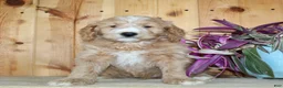 Mini Goldendoodle dogs for sale: Parker  - Ad 8