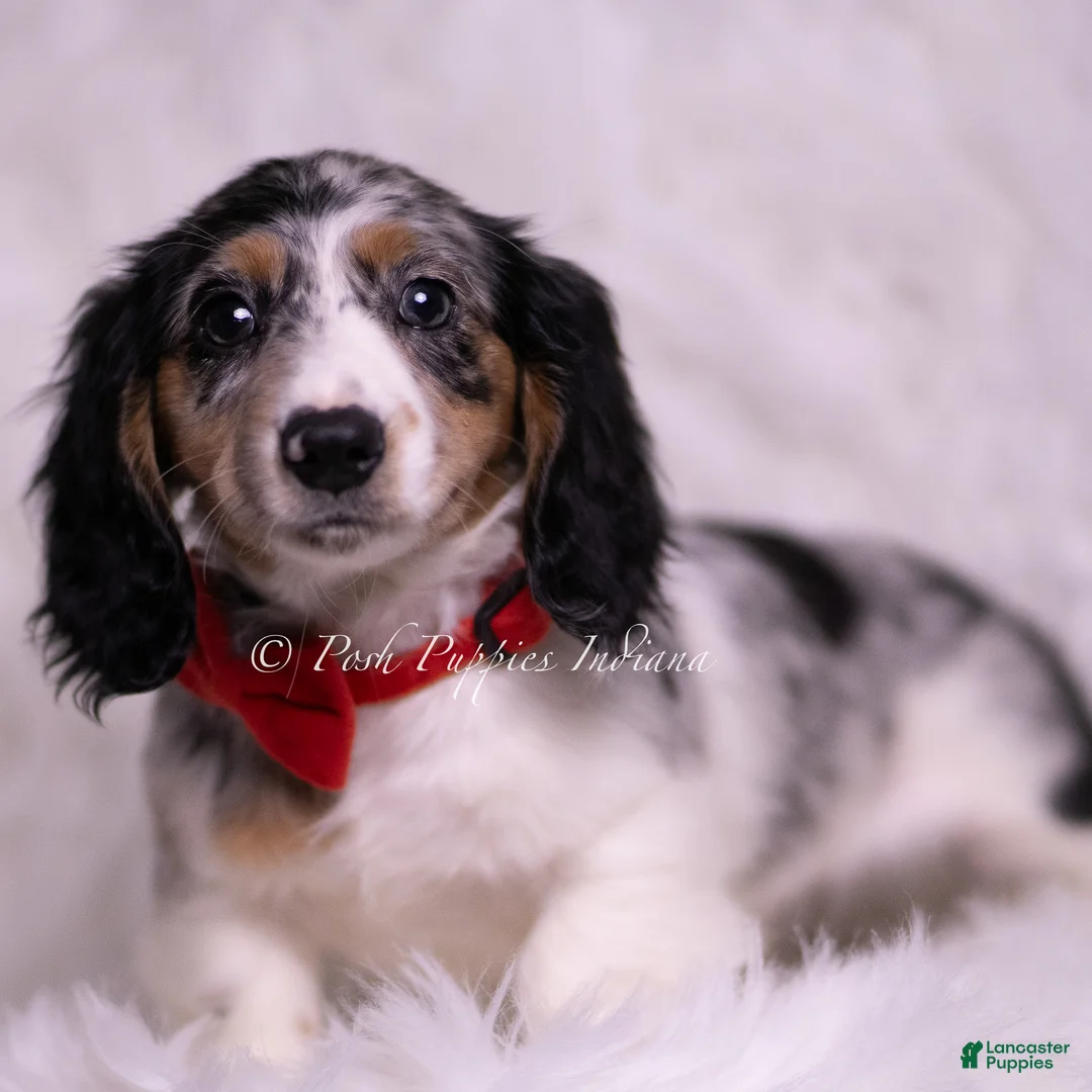 Miniature Dachshund dogs for sale: Jensen - Ad 2