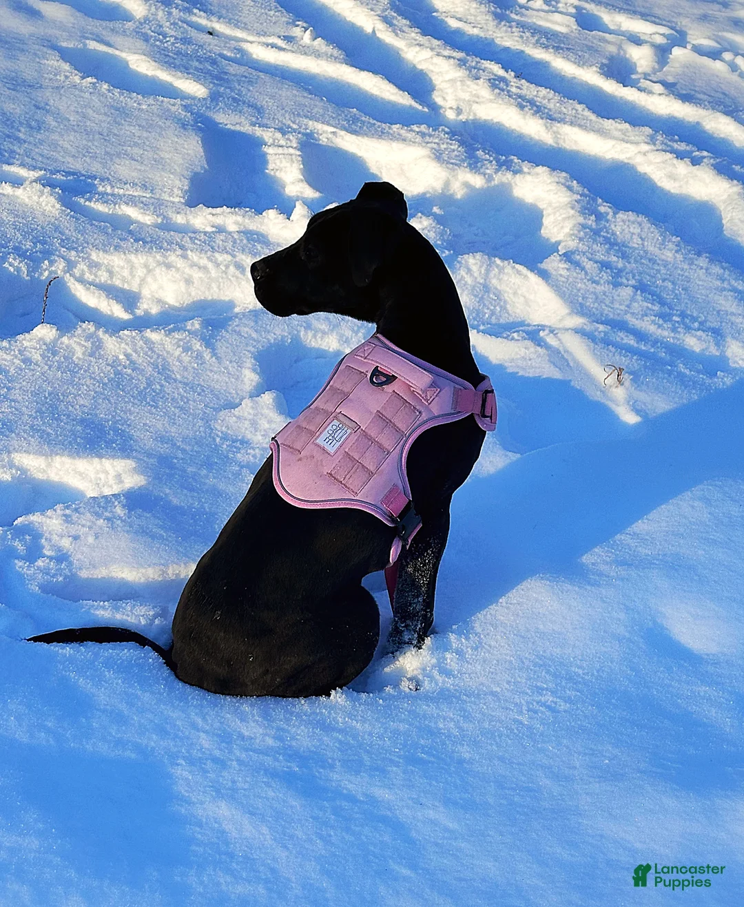 Great Dane dogs for sale: Blair - Ad 1