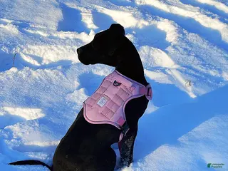 Great Dane dogs Blair - Ad 1