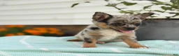 Chihuahua dogs for sale: Koda - Ad 6