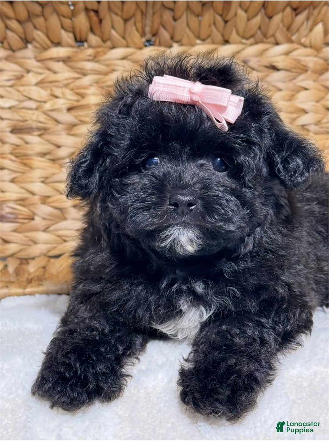Maltipoo dogs for sale: Maltipoo Puppy 1 - Ad 2