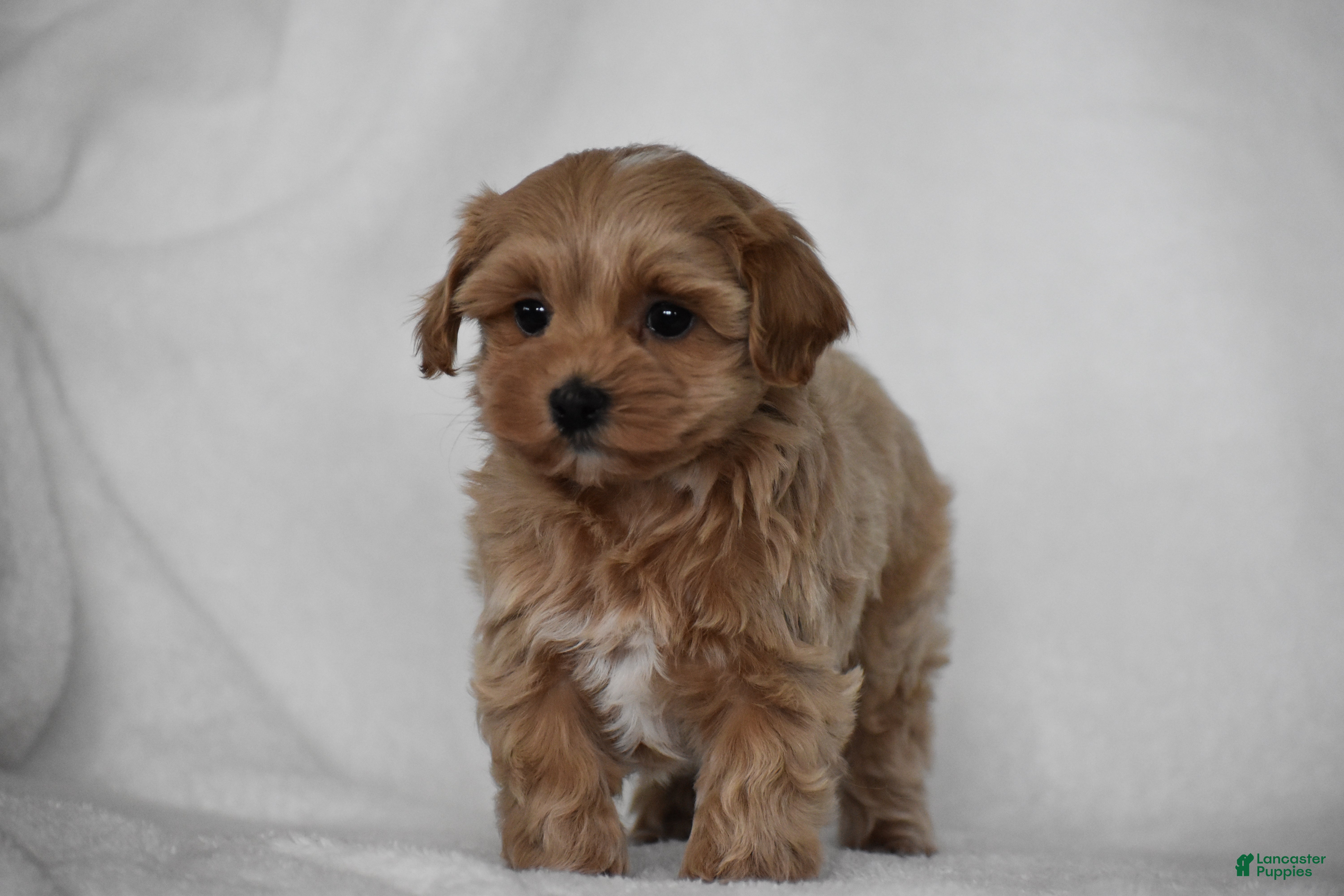 Maltipoo dogs Simba - Ad 2