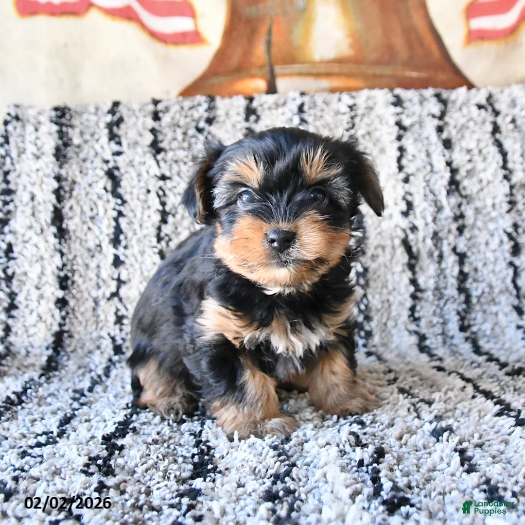 Yorkshire Terrier dogs for sale: Dixie - Ad 1