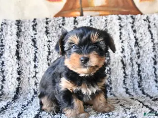 Yorkshire Terrier dogs Dixie - Ad 6