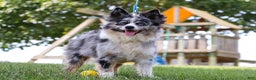 Miniature Australian Shepherd dogs for sale: Trixie - Ad 10