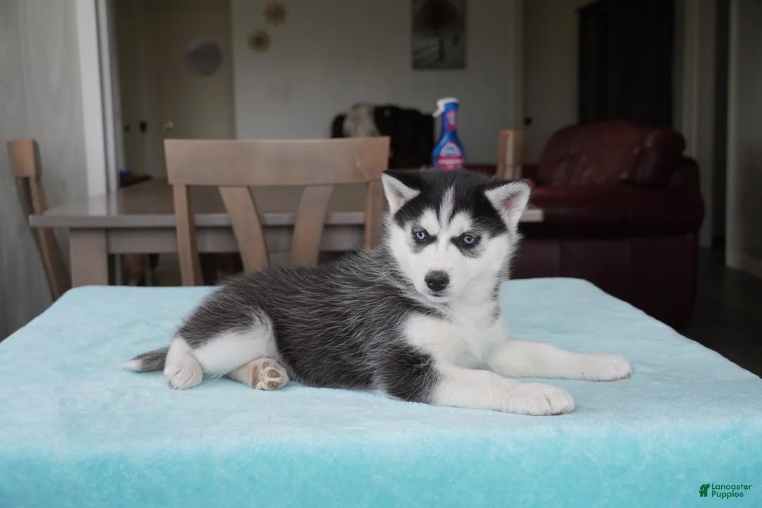 Siberian Husky dogs for sale: Roxy - Ad 6