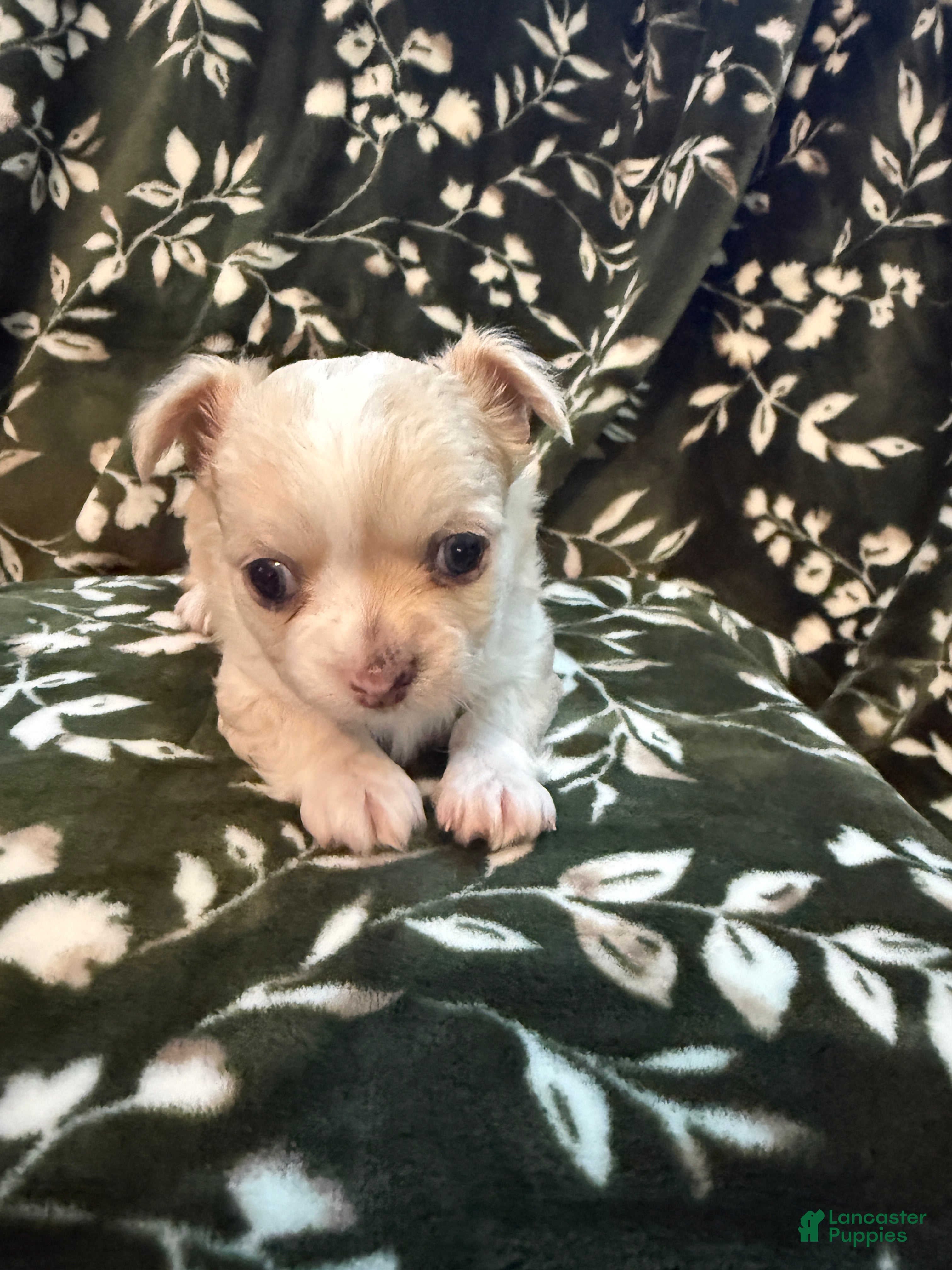 Chihuahua dogs Chihuahua 1 - Ad 2