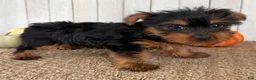 Yorkshire Terrier dogs for sale: Sugar Female AKC Yorkshire Terrier - Ad 8