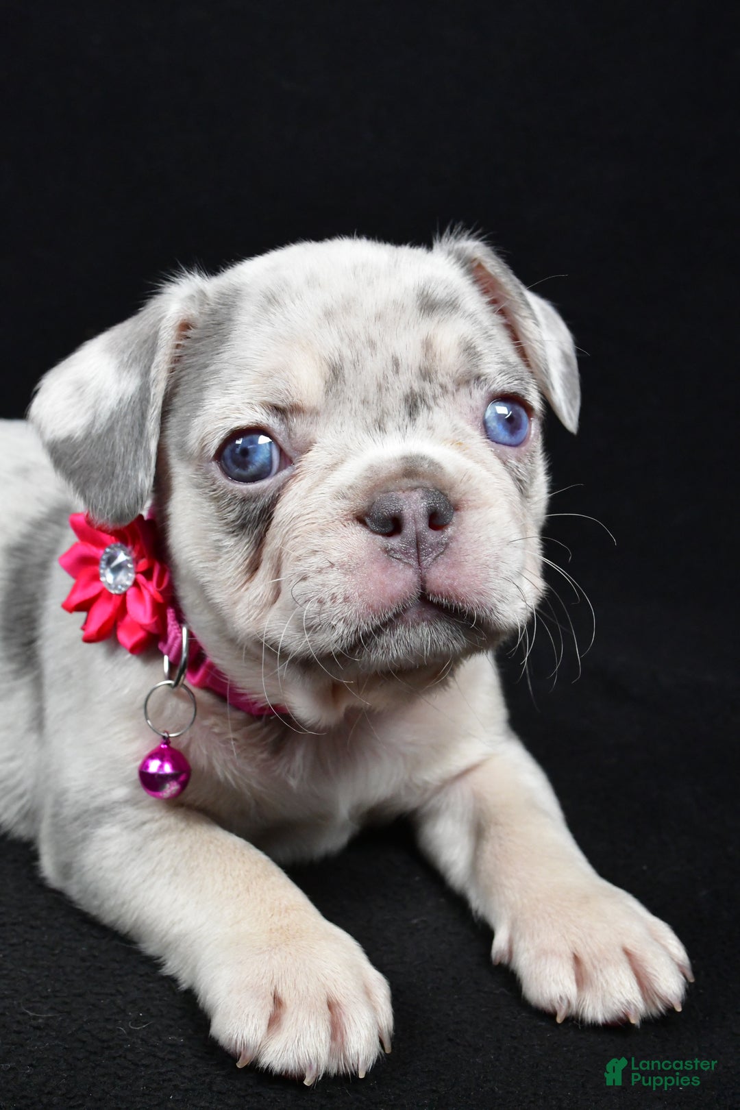 French Bulldog dogs for sale: Wanda - Ad 3