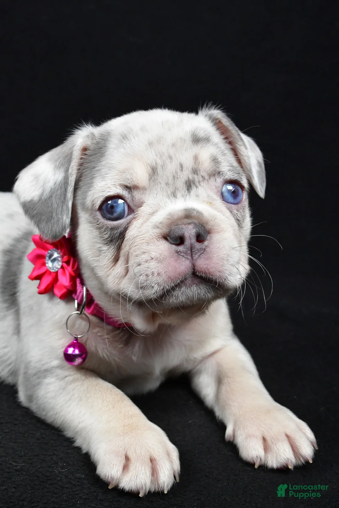 French Bulldog dogs for sale: Wanda - Ad 3