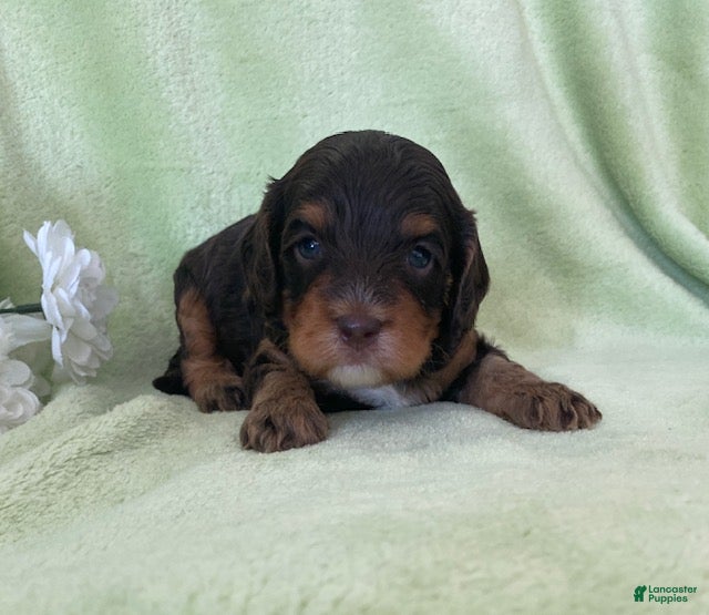 Cavapoo dogs Norman- chocolate tri - Ad 1