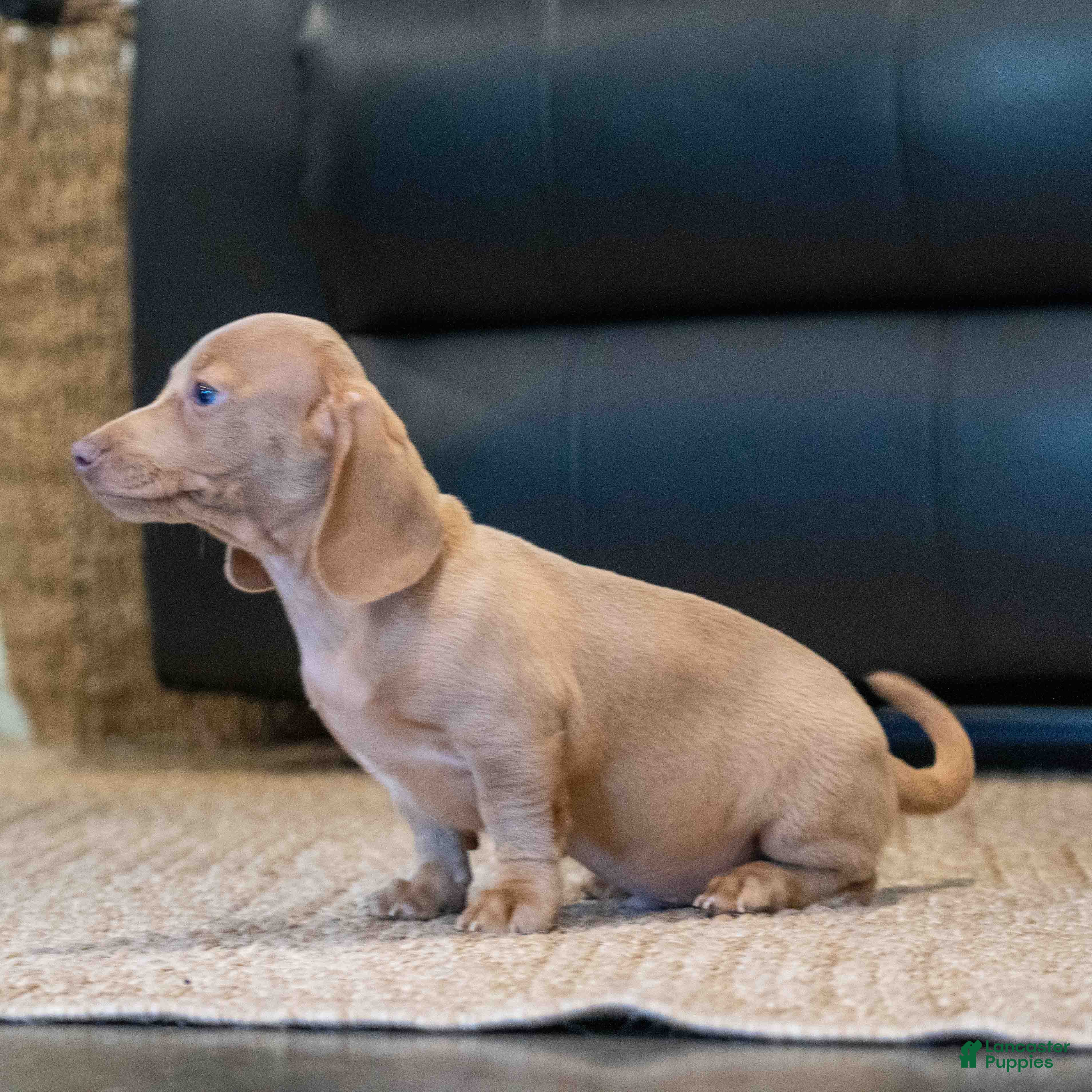Miniature Dachshund dogs Izzy - Ad 2