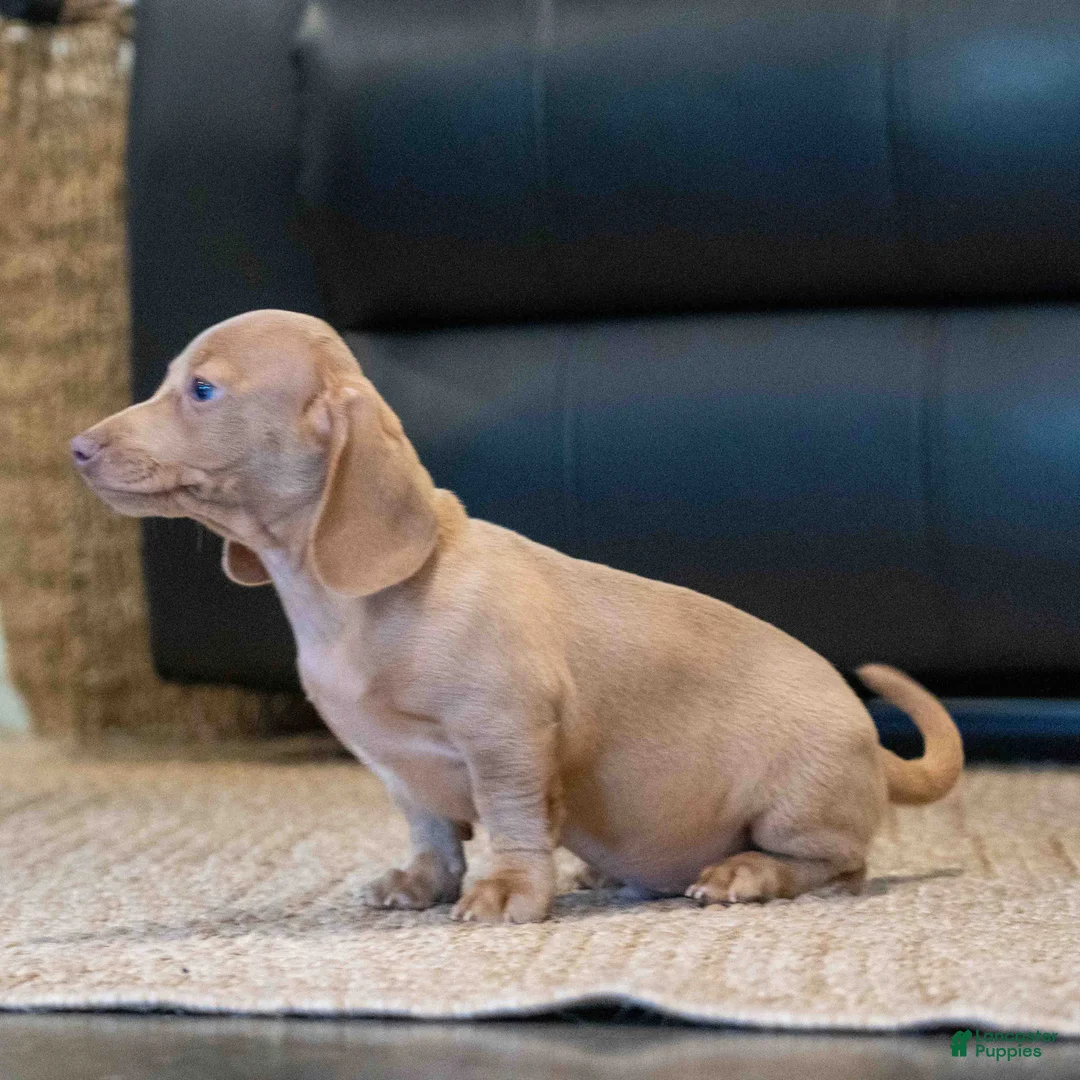 Miniature Dachshund dogs for sale: Izzy - Ad 2
