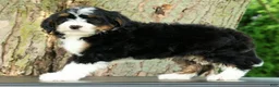 Mini Bernedoodle dogs for sale: Watson - Ad 5