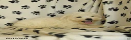 Maltese dogs for sale: Frost  - Ad 10