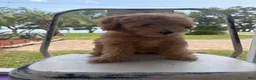 Goldendoodle dogs for sale: Saint Anne - Ad 1