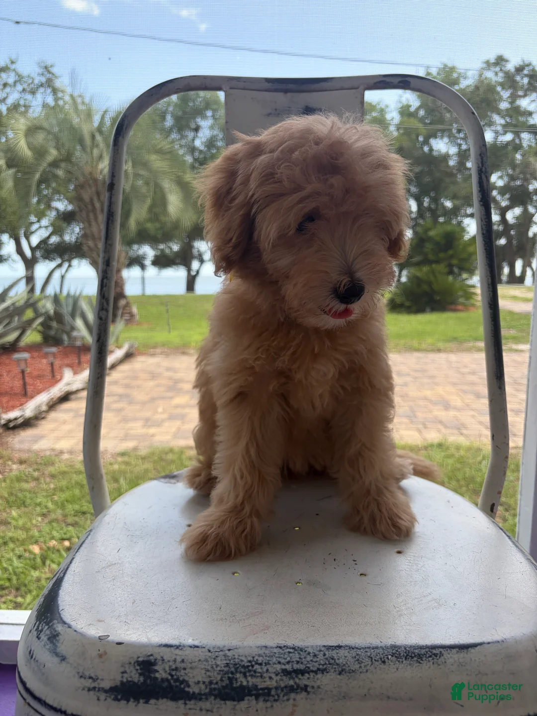 Goldendoodle dogs for sale: Saint Anne - Ad 1