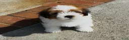 Mixed Breed dogs for sale: 🐶Teddy Bear Orange🧡 - Ad 5