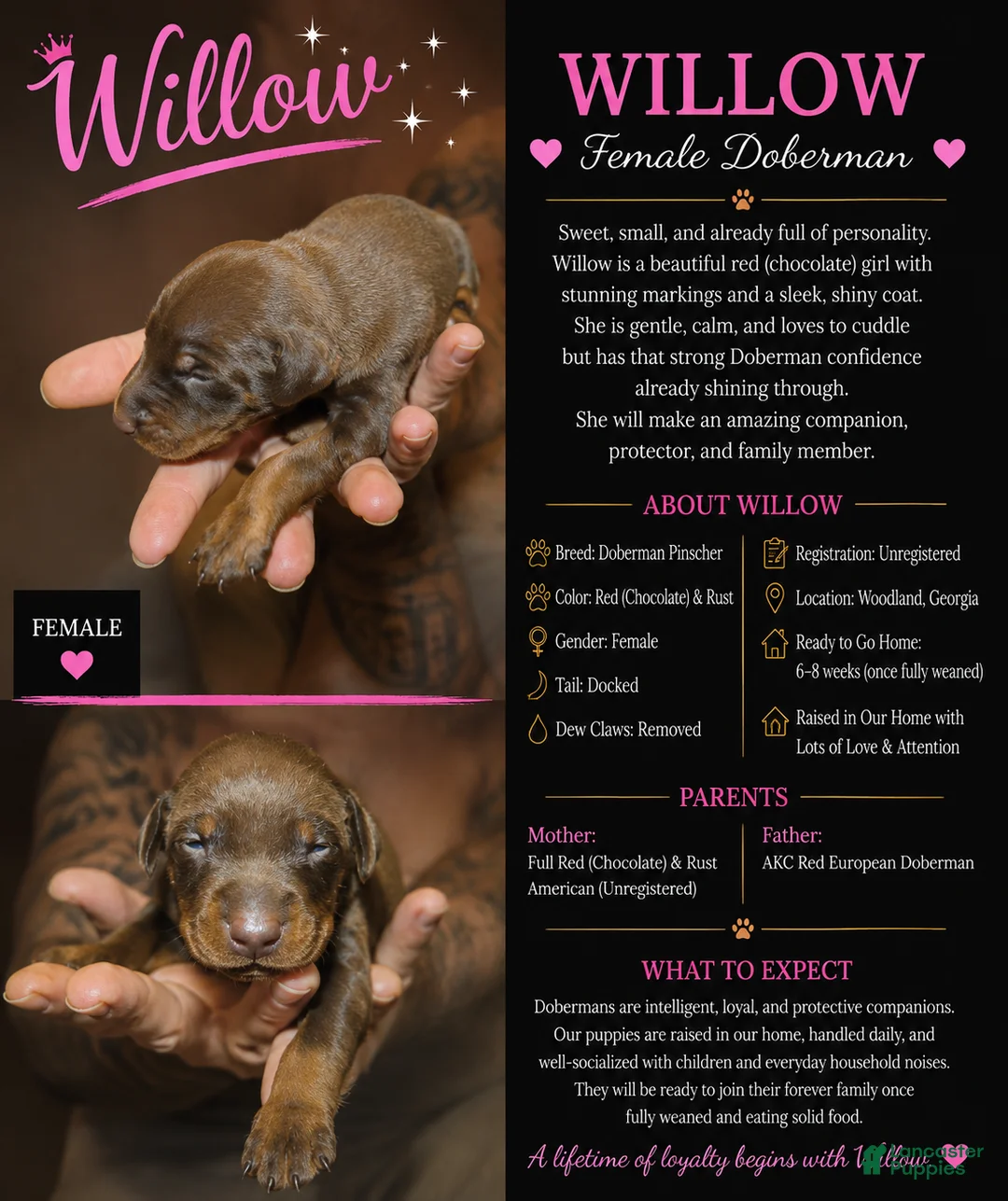 Doberman Pinscher dogs for sale: Piper - Ad 3