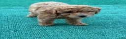 Toy Poodle dogs for sale: Tina - Ad 3