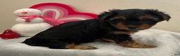 Yorkshire Terrier dogs for sale: Lilly - Ad 3