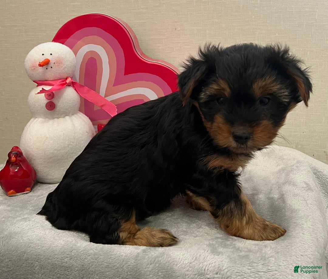 Yorkshire Terrier dogs for sale: Lilly - Ad 3
