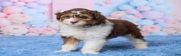 Aussiedoodle dogs for sale: Oscar - Ad 5