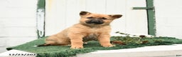 Mixed Breed dogs for sale: Bliss - Ad 3