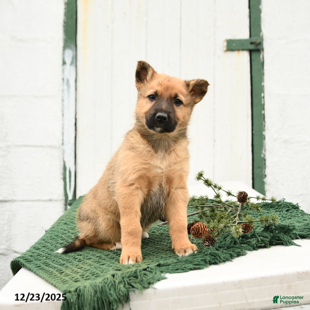 Mixed Breed dogs for sale: Bliss - Ad 3