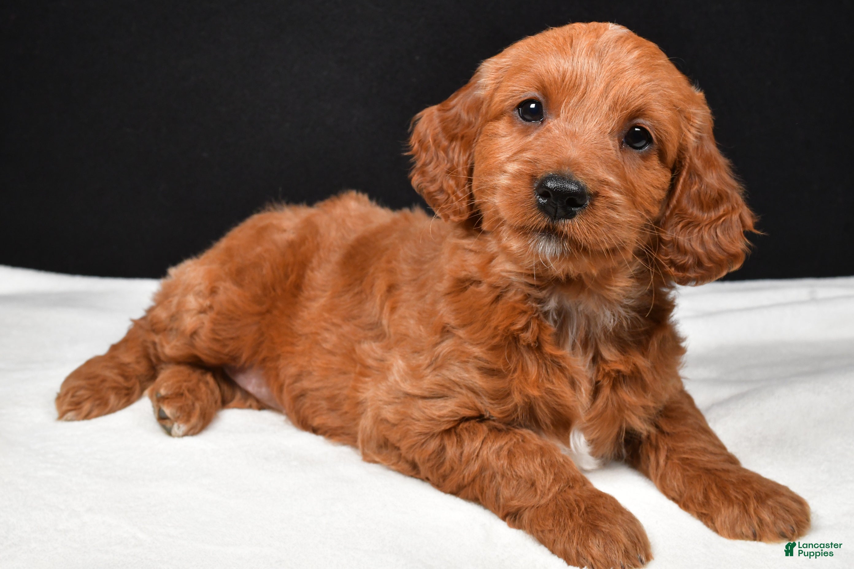 Goldendoodle dogs Gwen - Ad 1