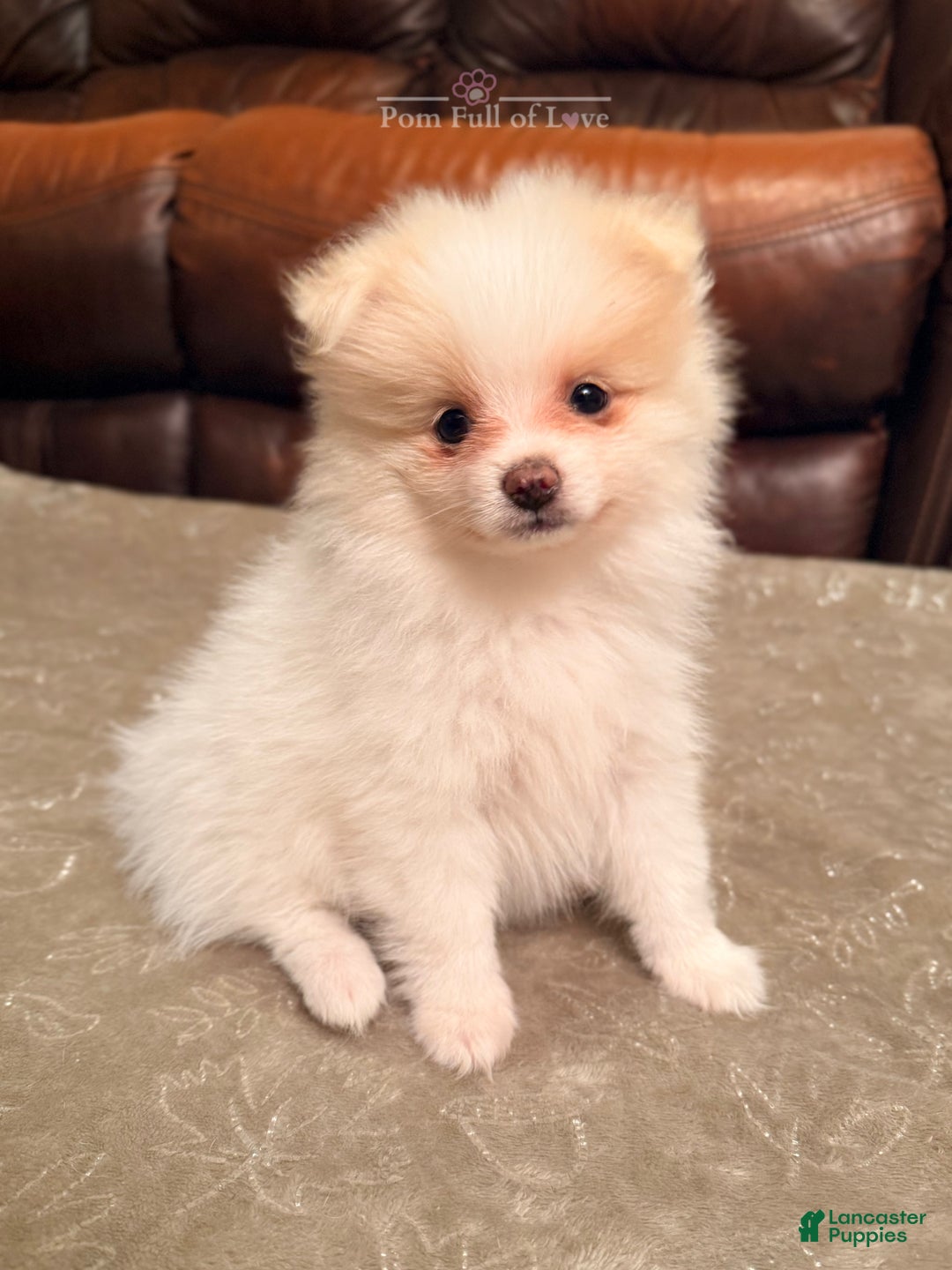 Pomeranian dogs for sale: AKC Aurora - Ad 2