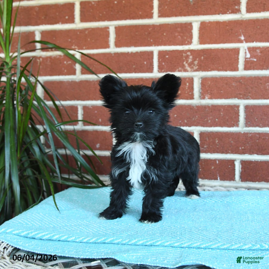 Yorkshire Terrier dogs Stella - Ad 1