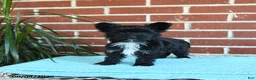 Yorkshire Terrier dogs for sale: Stella - Ad 6