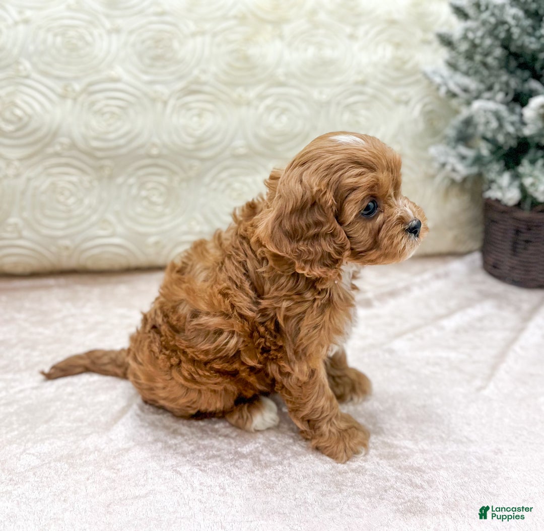 Cavapoo dogs for sale: Candy - Ad 4