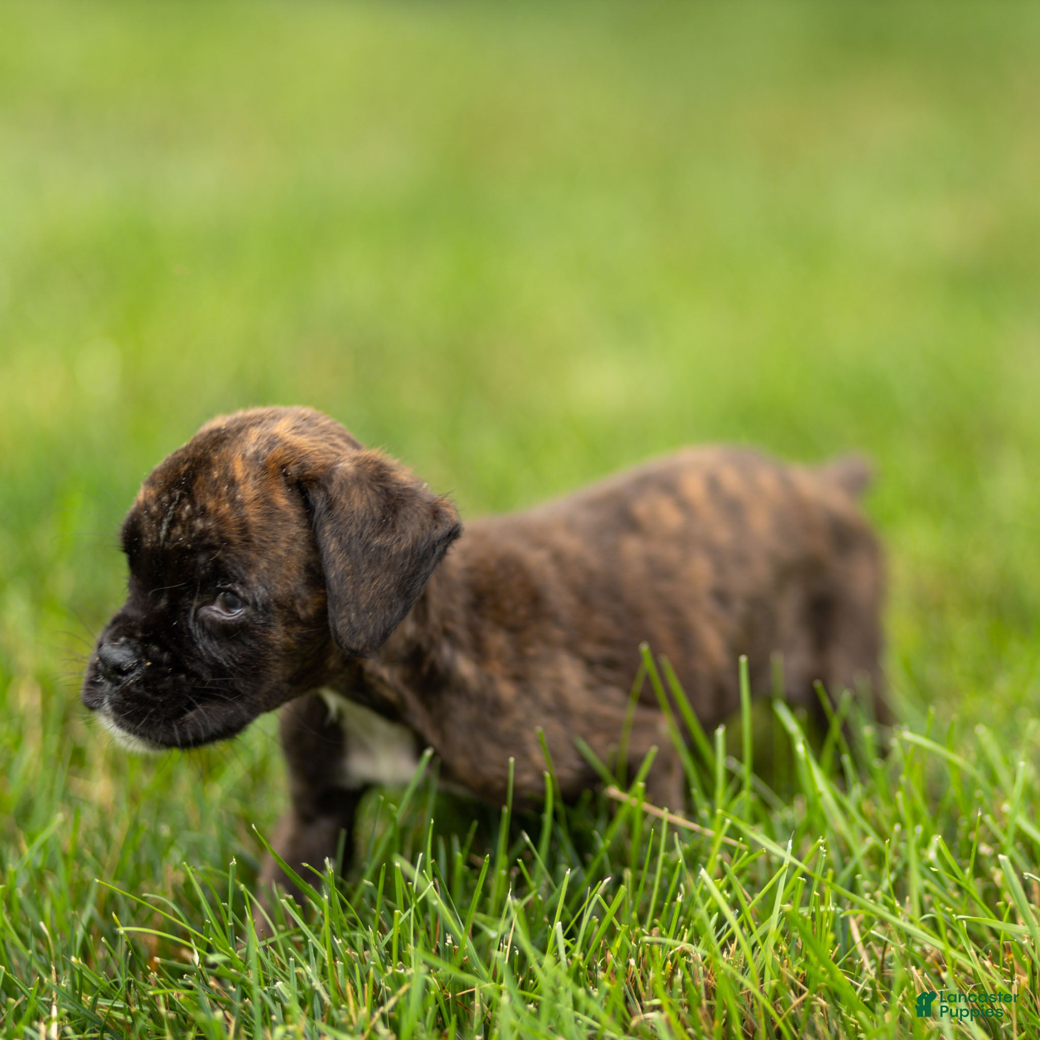 Boxer dogs Lisa Boxer Puppy  - Ad 2