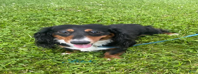 Jax