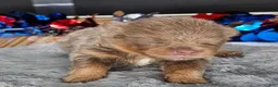 Pomeranian dogs for sale: Pepper's The Way You Make Me Feel - "Waylon" - Ad 37