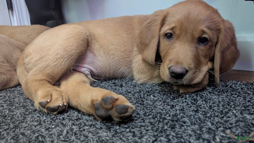 Mixed Breed dogs for sale: Charlie - Ad 7